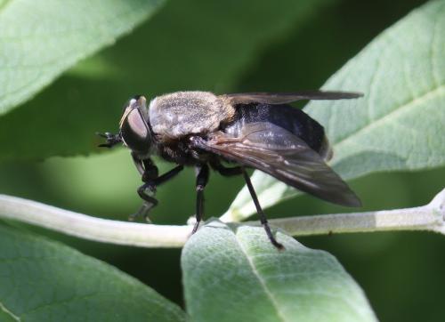 Dasyrhamphis ater